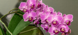 Орхідея — цікаві факти про квітку