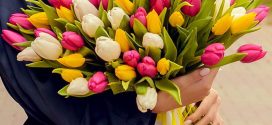 Тюльпаны: Красота и Символизм Величайшего Цветка